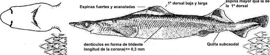 Deania profundorum_02.jpg